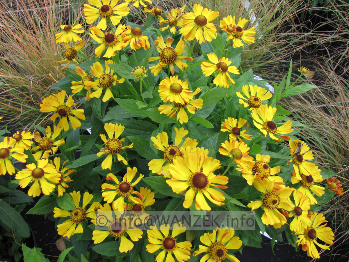 Helenium Hybride Waltraud.JPG